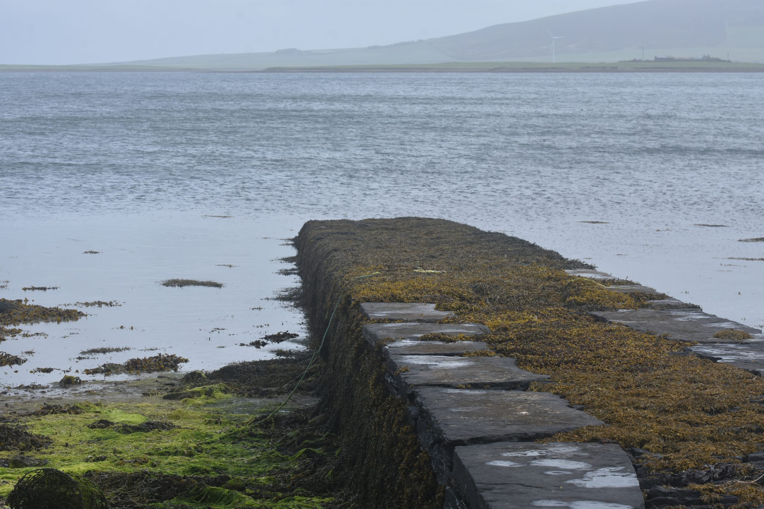 Empowering Marine Restoration: Native Oyster Restoration Project Takes Root in Orkney